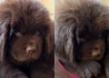 Newfoundland Puppy Melts Internet With Just His Eyes