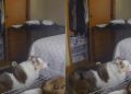 Senior Dog Breaks Hearts Attempting to Jump on Bed