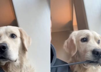 Video: Owner’s Hoodie String Is Dog’s ‘Favorite Snack’