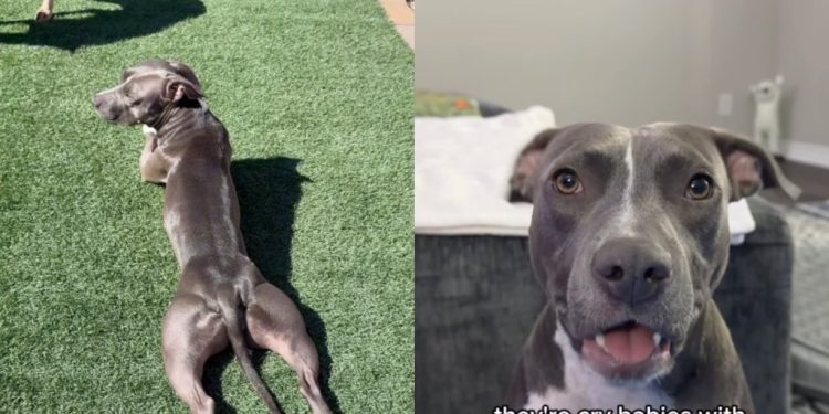 Owner Jokingly Proves Pit Bulls Are the ‘Biggest Scam in the Dog World’