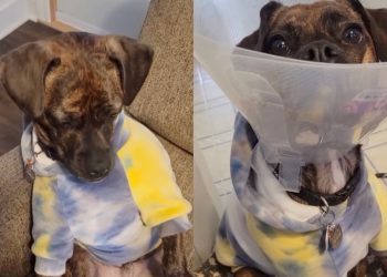Dog ‘Tragically Chips His Toenail’ & Has an Adorable Way of Showing It