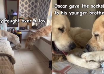 Video: Dog Siblings Make up Quickly After Fight Over Toy