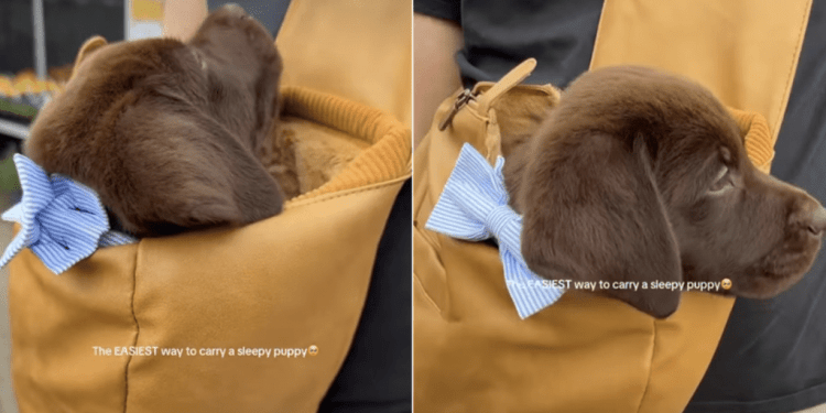 Video: Owner Reveals Cutest Way To Carry Labrador Puppy