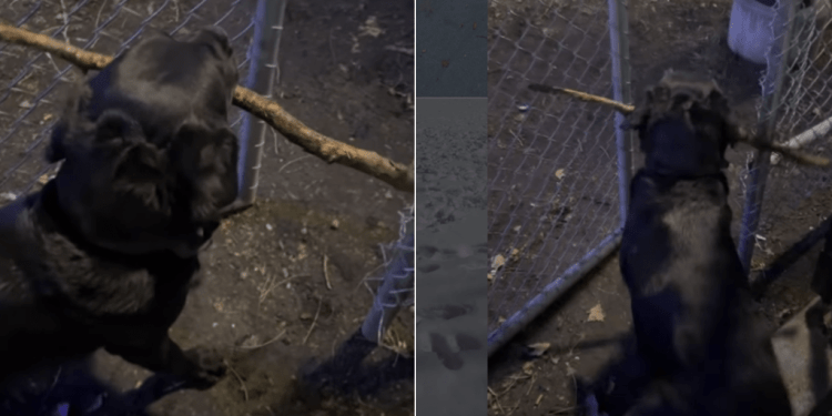 Video Shows How Dog Gets Large Stick Through Narrow Opening