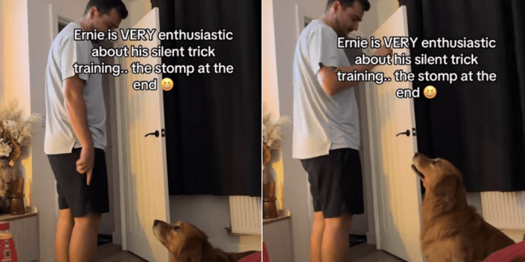 Video: Golden Retriever Learns New Tricks, but Silently