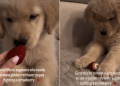 Video: Golden Retriever Puppy Gives Her Best in This Fight With Strawberry