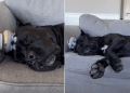 Video: Dog Shows the Right Way to Relax in Life