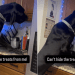 Video: Great Dane Gets Caught, but Keeps Looking for Hidden Treats