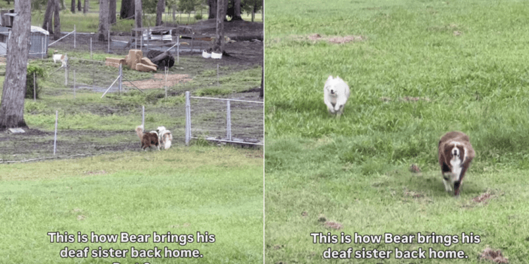Video: Dog Knows Exactly How to Bring Deaf Sibling Home
