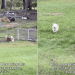 Video: Dog Knows Exactly How to Bring Deaf Sibling Home