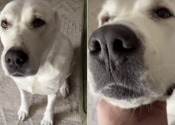 Dog Requests for Some Love in Adorable Video
