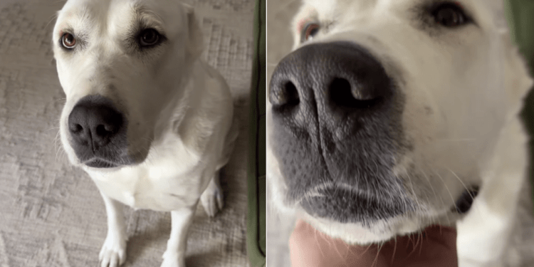 Dog Requests for Some Love in Adorable Video