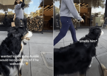 Dog Finds Owner’s Boyfriend in Public Just by Scent