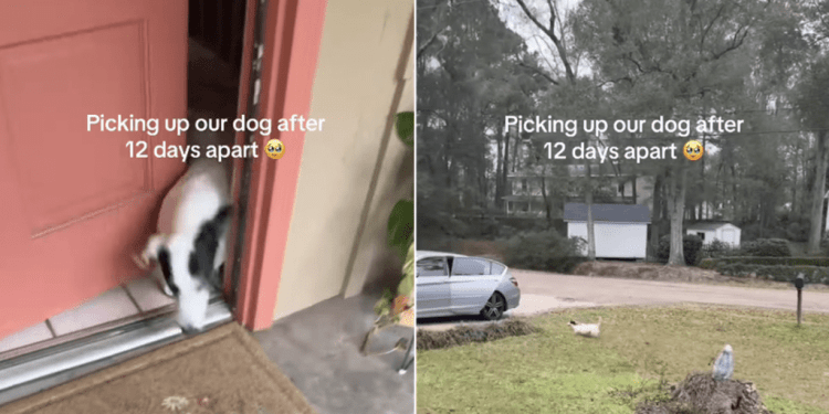 First Thing Dog Does After Spending Days Away From Owners