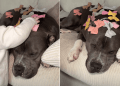 Video of Baby Decorating Dog With Bows Will Make Your Day