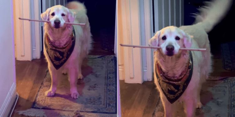 Golden Retriever’s Tail Goes Wild When Owners Want What She Has