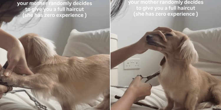 Dog Reacts to Getting a Haircut by Mom Out of the Blue