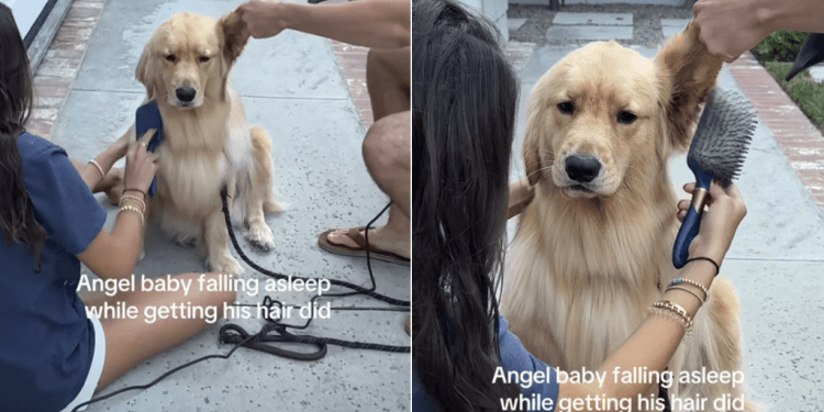 Golden Retriever Puppy Feels Sleepy While Getting His Hair Done