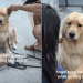 Golden Retriever Puppy Feels Sleepy While Getting His Hair Done