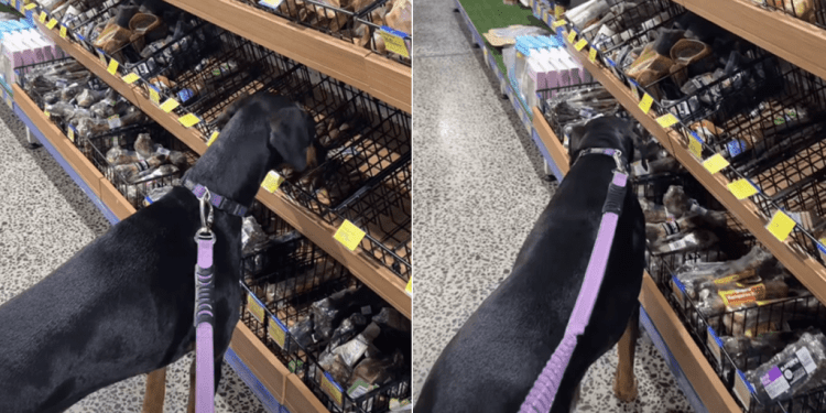 Owner Lets Doberman Take Her Time at Pet Store for a Reason