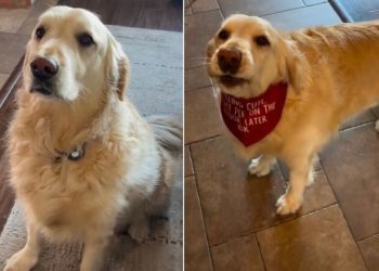 Golden Retriever Hopes To Be ‘Famous’ With New Bandana