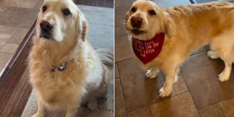 Golden Retriever Hopes To Be ‘Famous’ With New Bandana