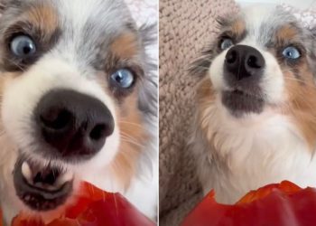 Dog Munching on Bell Pepper Makes for Best ASMR Video