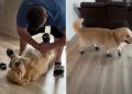 Video: Golden Retriever Lies Still as Dad Puts Shoes on His Paws