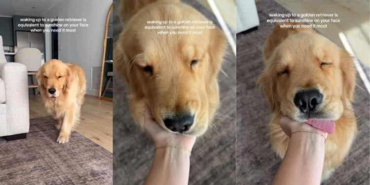 Video: Owner Shares Feeling of Waking up to Golden Retriever