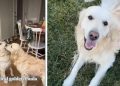 These Golden Retrievers’ Wedding Preparations Are Extensive