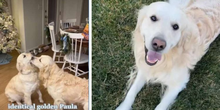 These Golden Retrievers’ Wedding Preparations Are Extensive