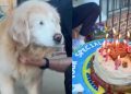 Senior Dog Is Too Excited as He Celebrates 12th Birthday