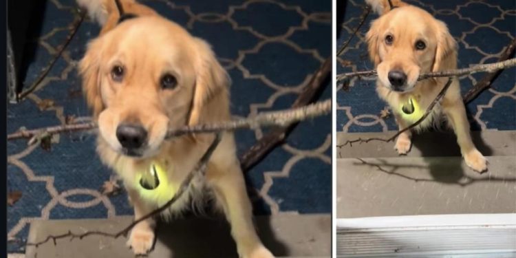 Golden Retriever Isn’t Too Happy After Being Told To Leave Stick Outside
