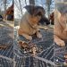 This Dog Doesn’t Mind Sharing Peanuts With His Tiny Best Friend