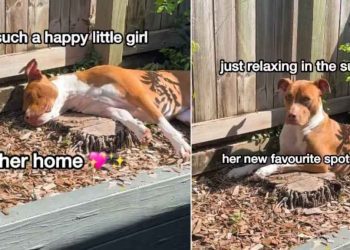 Rescue Dog Goes Missing, Mom Finds Her Sunbathing in the Garden