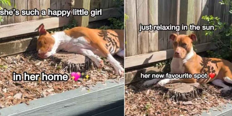 Rescue Dog Goes Missing, Mom Finds Her Sunbathing in the Garden