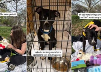 Shelter Dog Once Homeless Is ‘Nervous’ on a Day Trip but Learns To Relax