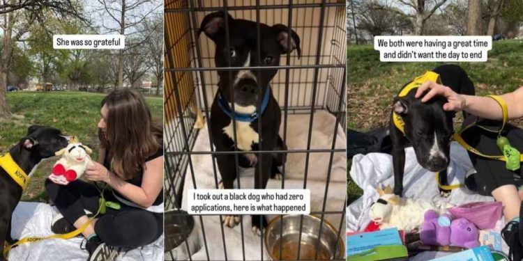 Shelter Dog Once Homeless Is ‘Nervous’ on a Day Trip but Learns To Relax