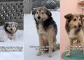 Stray Dog Rescued From Snowstorm After Chance Encounter Finds a Family