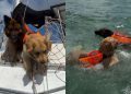 Dog Watches & Judges Before Following Furry Sibling Into Water