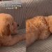 Golden Retriever Puppy Watching Movie Melts Hearts