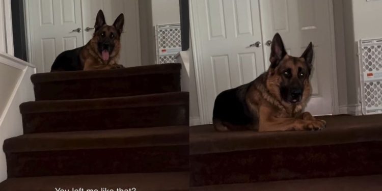 Dog Turns Into the Most Loyal ‘Traitor’ Every Time Grandma Comes Over 