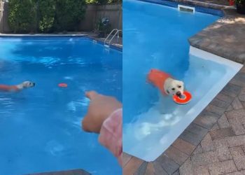 Dog Wears a Swimsuit Before Launching Himself Into the Pool