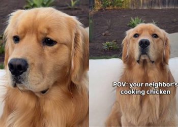Golden Retriever Knows Neighbor’s Cooking Chicken, the Nose Doesn’t Lie