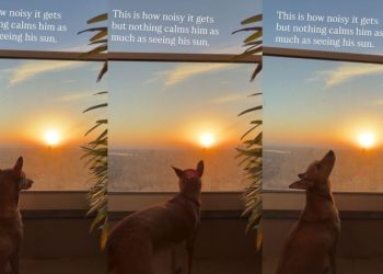 Dog Loves Nothing More Than a Sunset