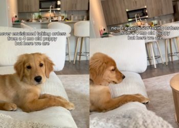 Golden Retriever Puppy Has Orders for Mom Like She Never Saw Coming
