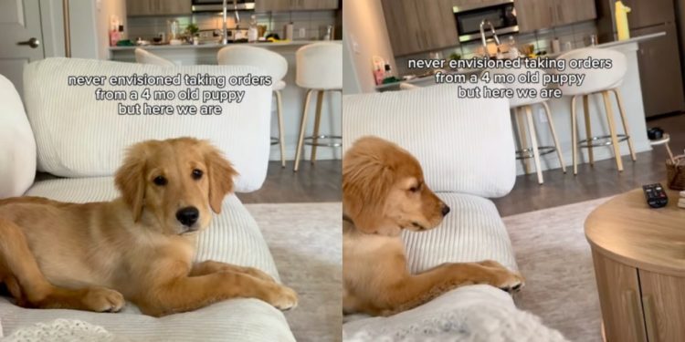 Golden Retriever Puppy Has Orders for Mom Like She Never Saw Coming