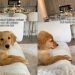 Golden Retriever Puppy Has Orders for Mom Like She Never Saw Coming