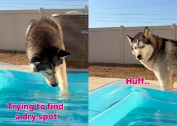 Dog Hates Being Apart From Mom, Even if It Means Getting Her Paws Wet