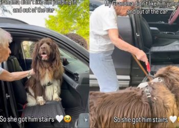 ‘Abandoned’ Rescue Dog Finds Forever Home & Says Goodbye To Foster Mom